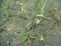 Pyxicephalus adspersus