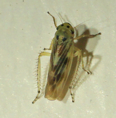 Macrosteles parvidens