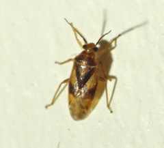 Tropidosteptes