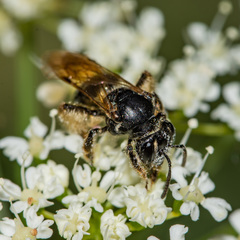 Andrena integra