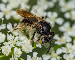 Andrena integra