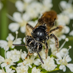 Andrena integra