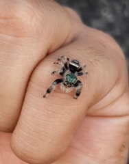 Phidippus bidentatus