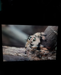 Phidippus bidentatus