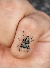 Phidippus bidentatus