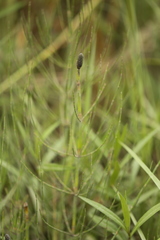 Equisetum palustre