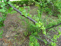 Cotoneaster splendens