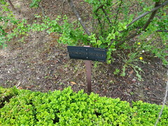 Cotoneaster splendens