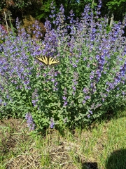 Papilio canadensis × glaucus