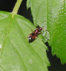 Cleptes semiauratus