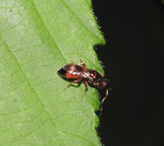 Cleptes semiauratus
