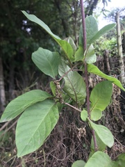 Cobaea scandens