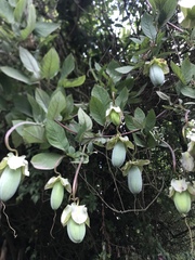 Cobaea scandens