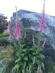 Digitalis purpurea