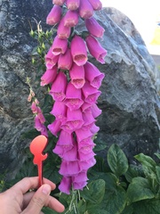 Digitalis purpurea