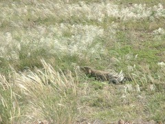 Varanus albigularis albigularis