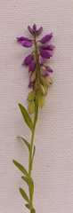Polygala comosa