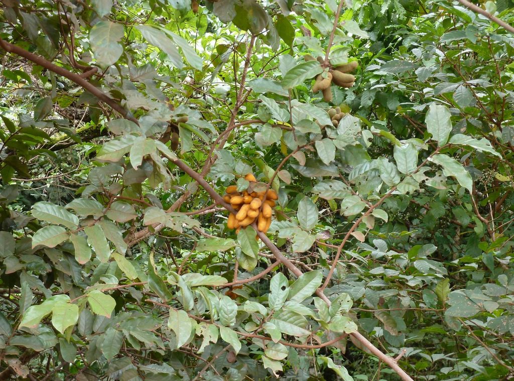 Uvaria angolensis