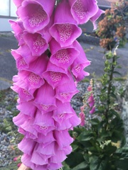 Digitalis purpurea