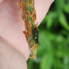 Cordylepherus viridis