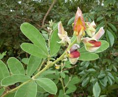 Crotalaria lachnosema