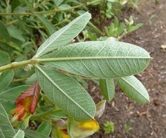 Crotalaria lachnosema