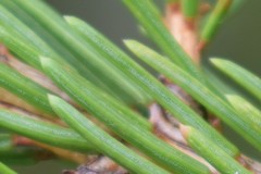 Rhizosphaera kalkhoffii