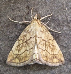 Evergestis pallidata