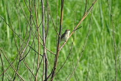 Acrocephalus palustris