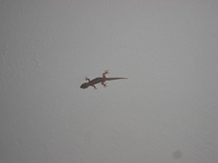 Hemidactylus frenatus