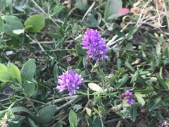 Medicago lessingii