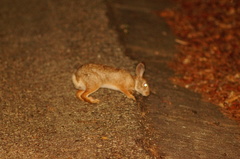 Mexican Cottontail photo 4