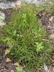 Phemeranthus mengesii