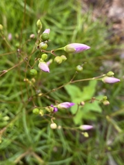 Phemeranthus mengesii