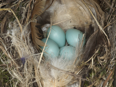 Phoenicurus phoenicurus