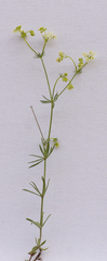 Galium lucidum