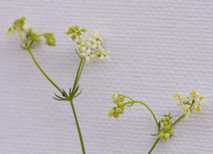 Galium lucidum