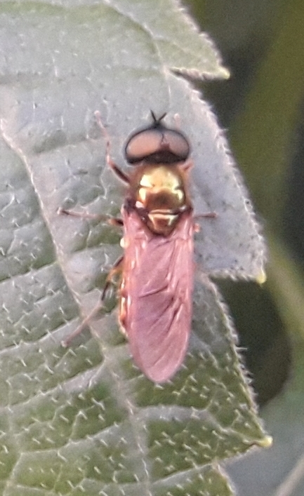 Broad Centurion Fly from Wikcinek on June 11, 2020 at 08:41 PM by ...