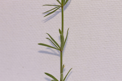 Galium lucidum