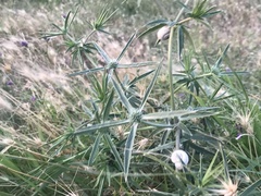 Eryngium caeruleum