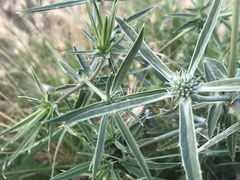 Eryngium caeruleum