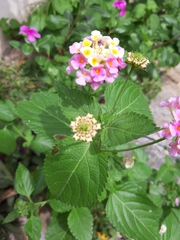 Lantana