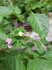 Lantana
