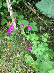 Geranium