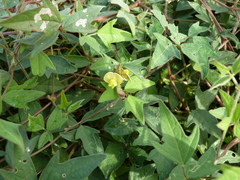 Vigna comosa