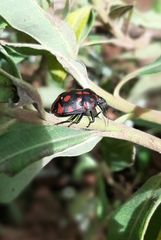 Pachycoris