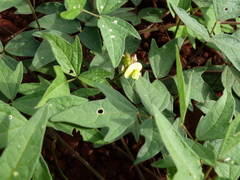 Vigna comosa