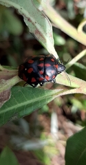 Pachycoris
