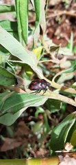 Pachycoris
