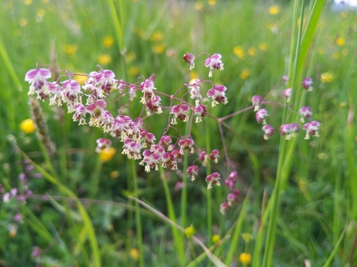 Kiškio ašarėlės nuotrauka